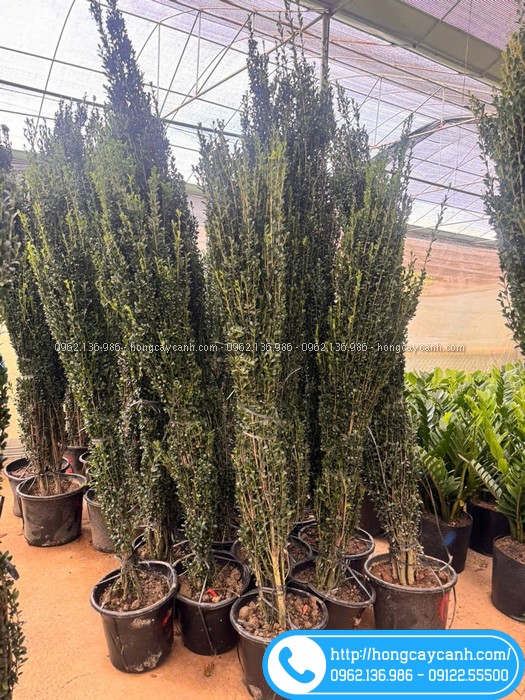 Vườn bán cây hoàng dương Nhật