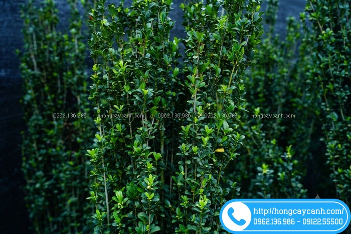 Lá cây hoàng dương nhật xanh 4 mùa