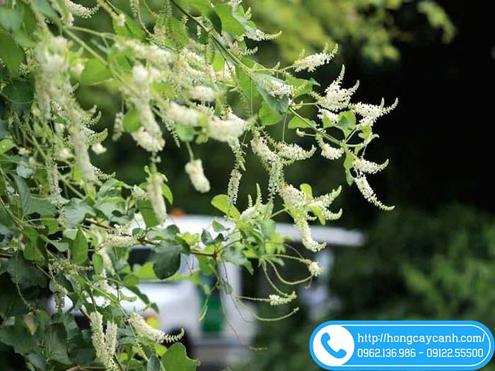 Bạch trầm hương trồng sân vườn lúc nào cũng có hoa đẹp và thơm