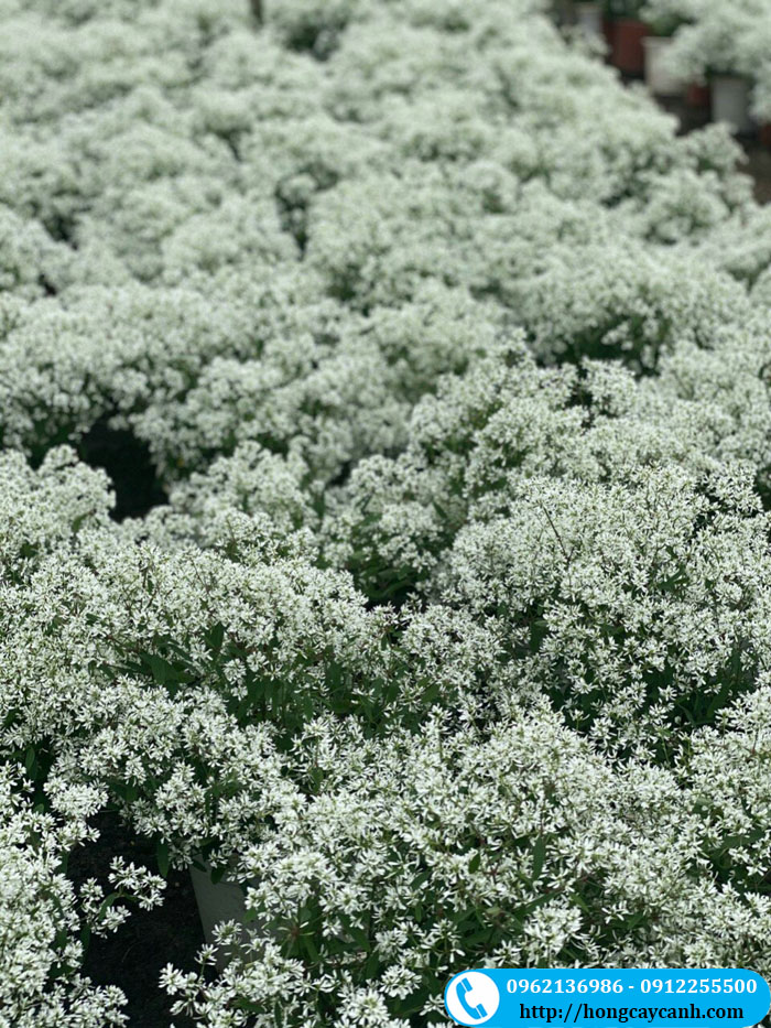 Cây hoa bạch tuyết nở trắng cả một vùng