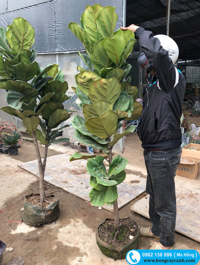 bán cây bàng Singapore trồng trong nhà