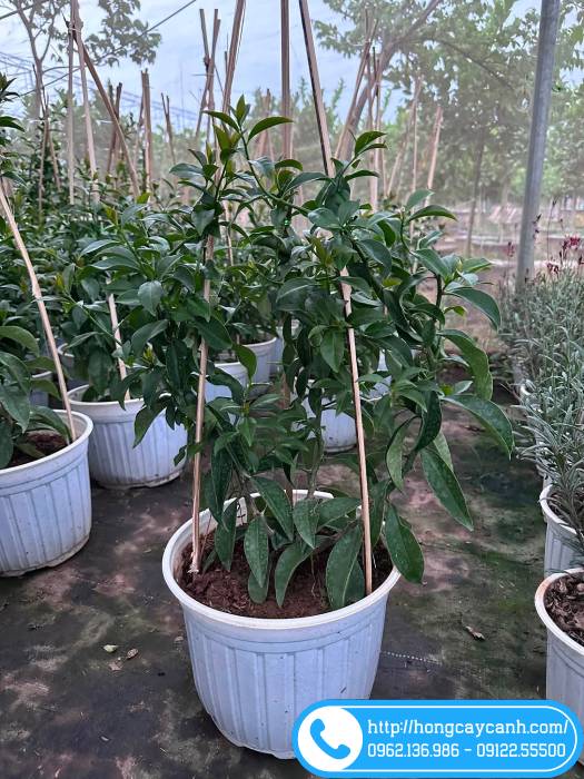 Vườn bán cây giống chanh nho