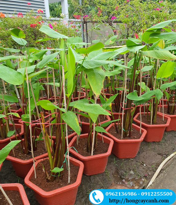 Nhà vườn cung cấp cây chuối amazon trồng làm cảnh số lượng lớn