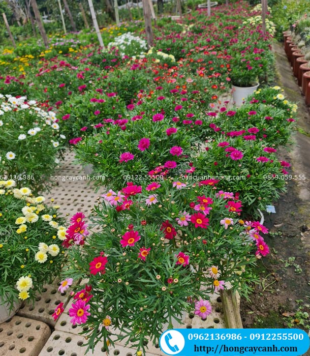 Vườn hoa cúc họa mi Hà Nội
