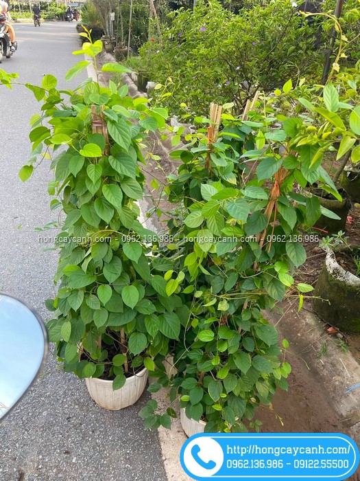Bán cây đinh hương Nhật Bản