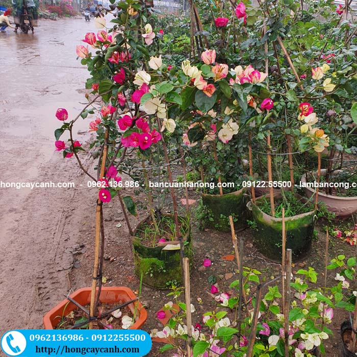 Bán cây hoa giấy đổi màu tại Hà Nội