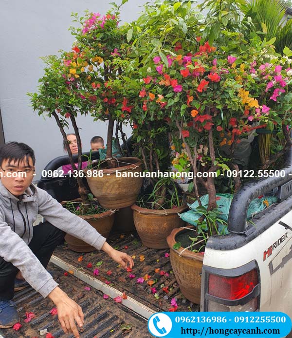 Bán cây hoa giấy ngũ sắc Thái Lan 