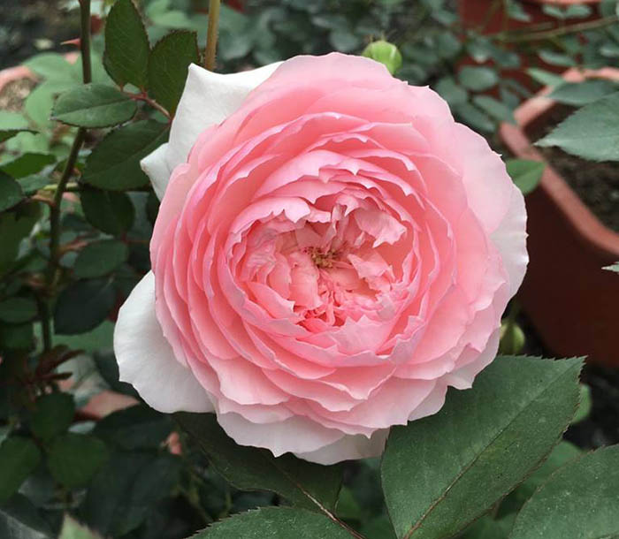 bán cây hoa hồng misaki