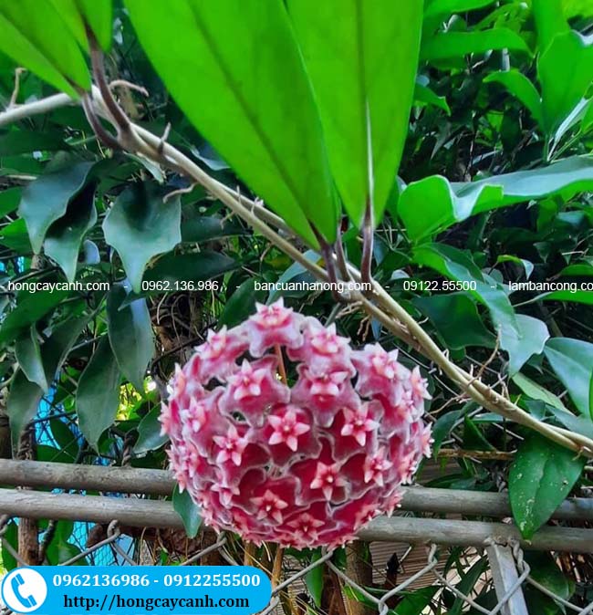 Hoa lan cẩm củ tím
