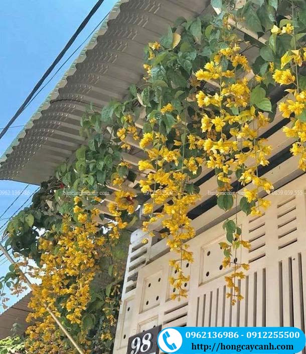 Cây lan hoàng dương hoa vàng 