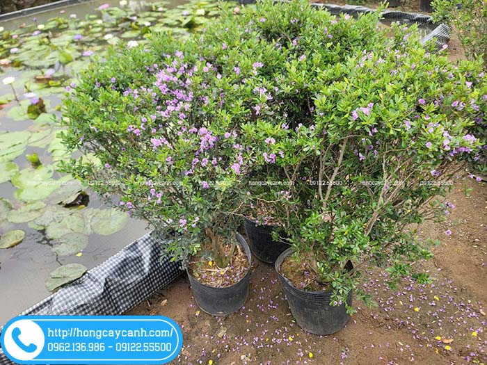 Vườn bán cây linh sam tím tại Hà Nội và gửi xe đi các tỉnh