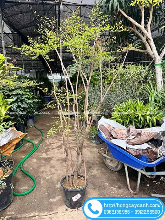 Cây nam thiên trúc cao 2m