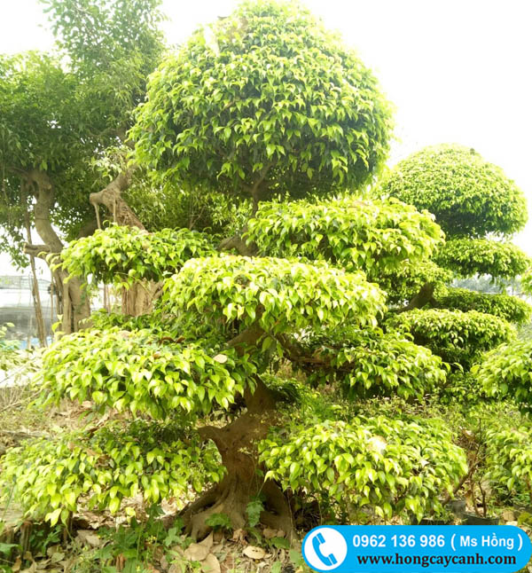 Bán cây sanh bonsai