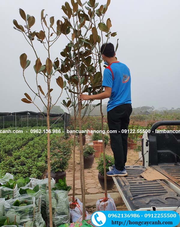 Bán cây sen đất tại Hà Nội