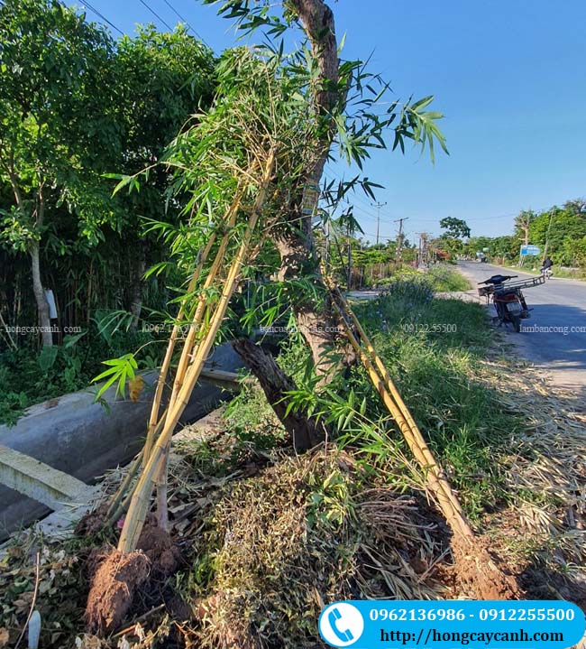 Bán cây tre ngà cao 3m cho khách Hoàng Mai, Hà Nội