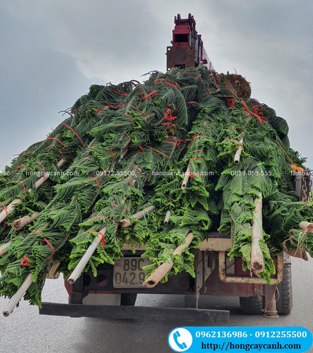 Bán cây tùng bách tán cao 3m tại Hà Nội
