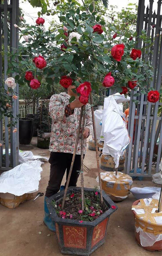 bán chậu cây hoa hồng cổ sapa