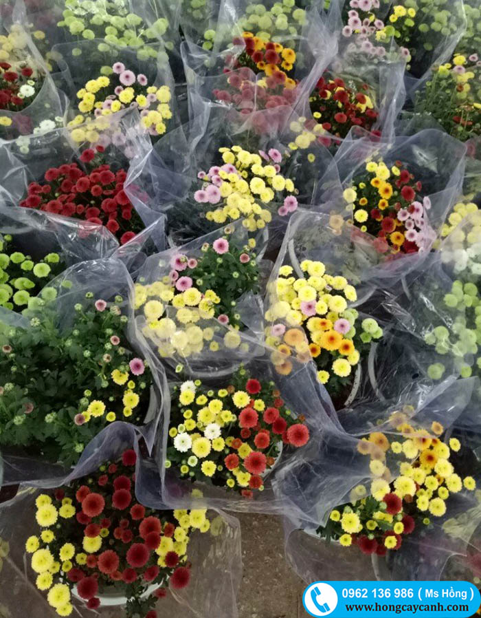 bán hoa cúc tết 2018