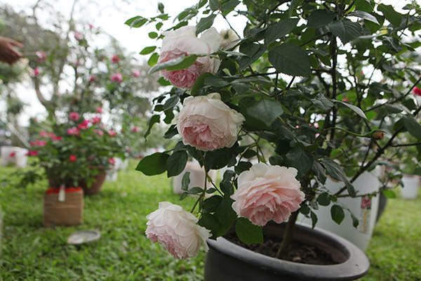 bông hoa hồng đào