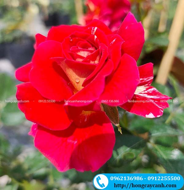 Hoa hồng Maurice Utrillo
