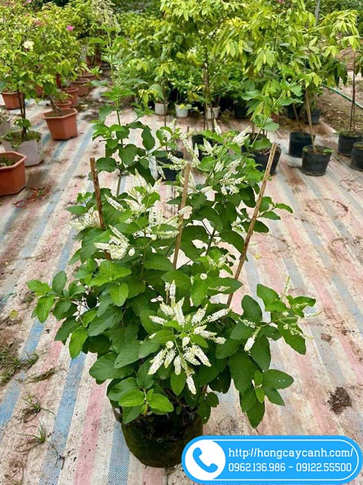 Bụi hoa bạch trầm hương