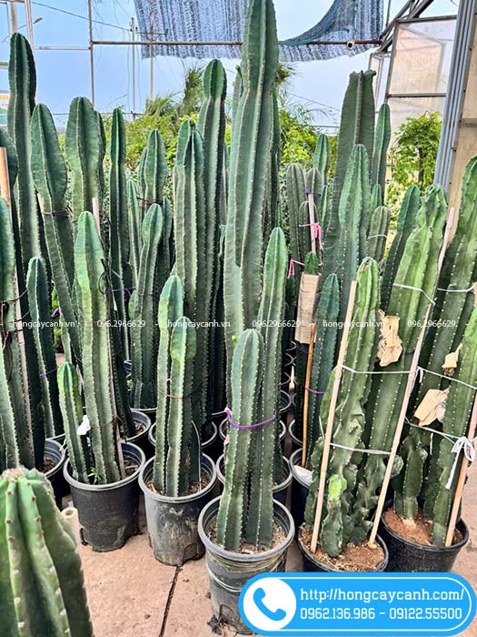 Bụi xương rồng Thanh Sơn cao