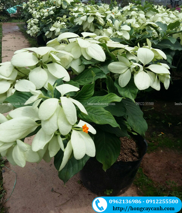 Hoa én bạc màu vàng và nhỏ, tuy nhiên có một cánh lớn trội hơn mang màu trắng
