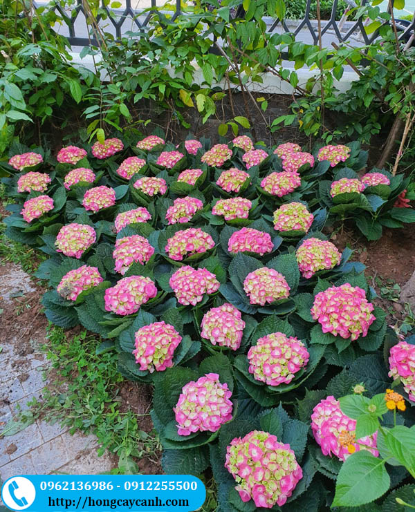 Hoa cẩm tú cầu Đà Lạt
