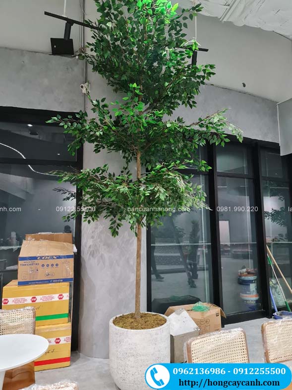 Thi công cây bàng Đài Loan giả