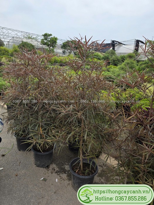 Cây bàng quý phi có lá màu nổi bật