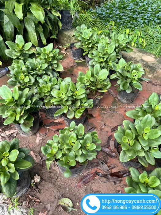 Cây bỏng ta thời điểm không hoa