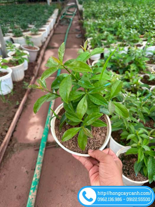 Cây chanh nho giống