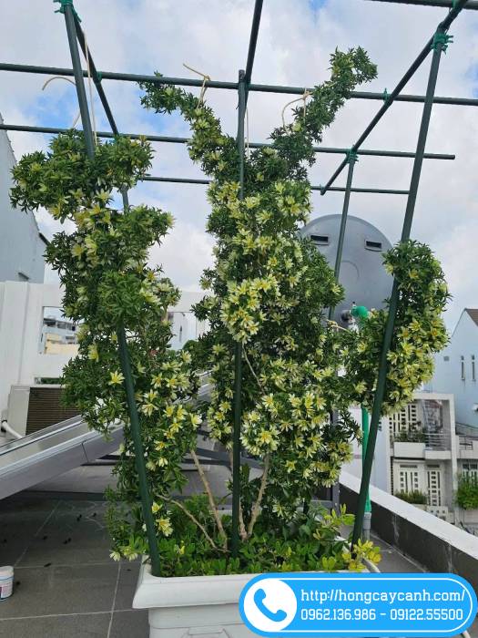 Cây chanh nho trồng chậu trên sân thượng