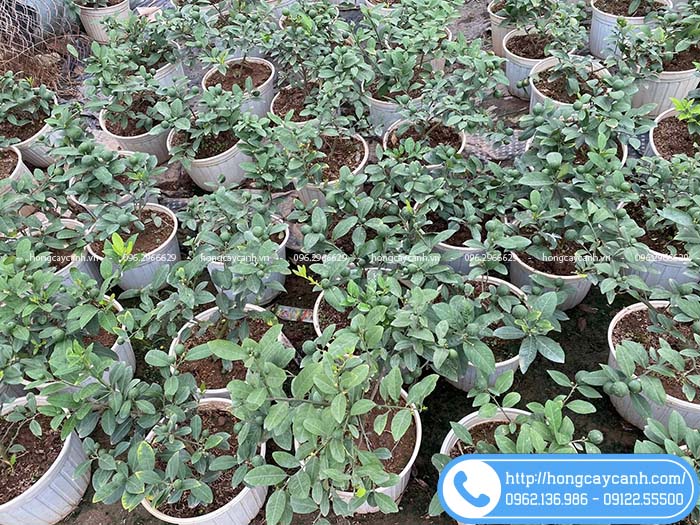 Vườn cung cấp cây giống chanh ta