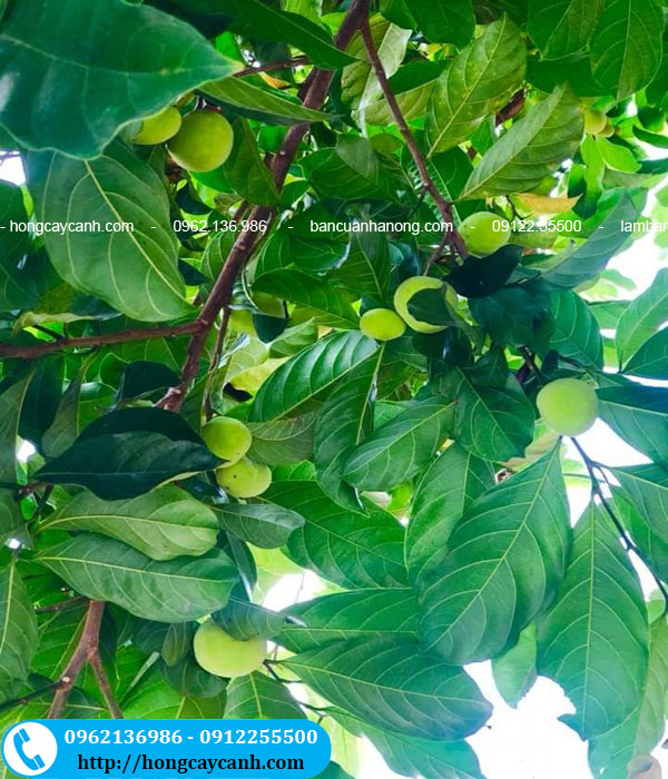 Hình ảnh cây chay ăn quả