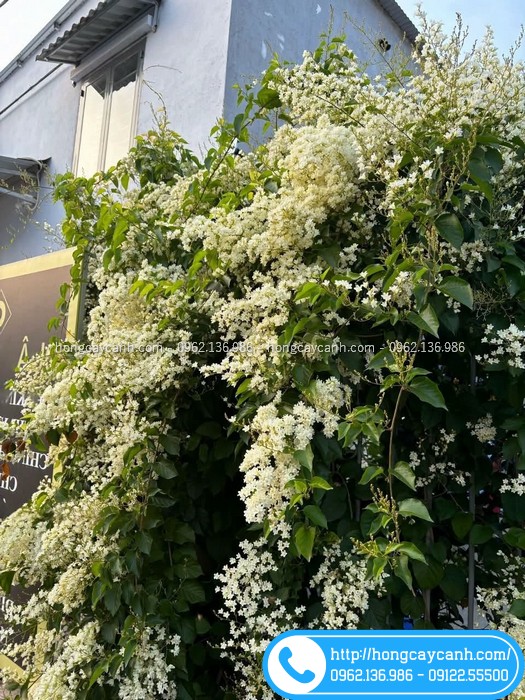 Cây đinh hương Nhật leo giàn