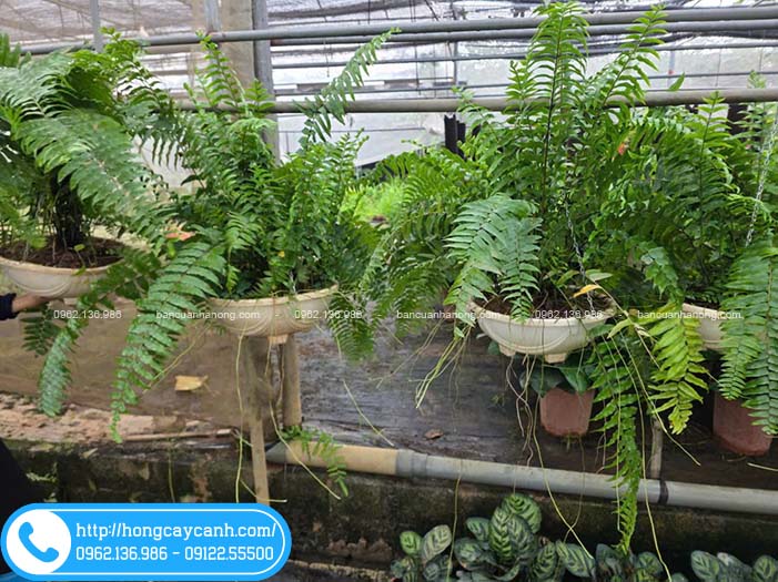 Cây dương xỉ Thái trồng chảo treo