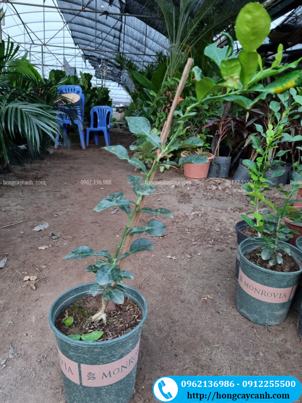 Nhà vườn bán cây chanh thái tại Hà Nội và gửi đi toàn quốc