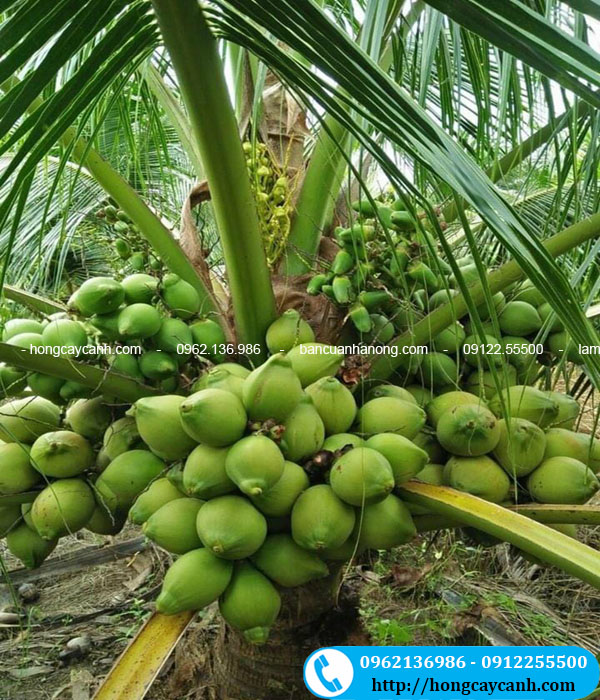 Hình ảnh cây dừa xiêm xanh lùn