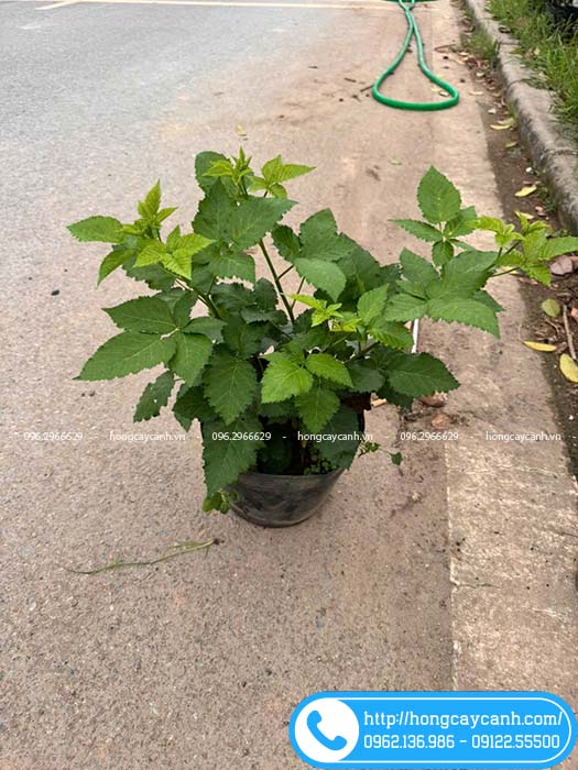 Cây giống mâm xôi đen