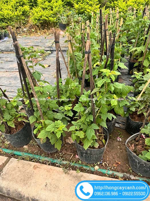 Cây giống mâm xôi quả đỏ