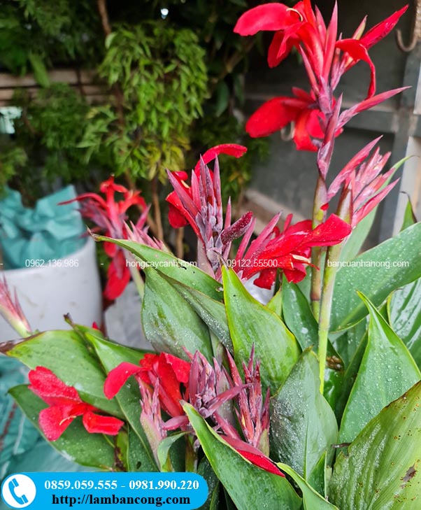 Hoa dong riềng màu đỏ