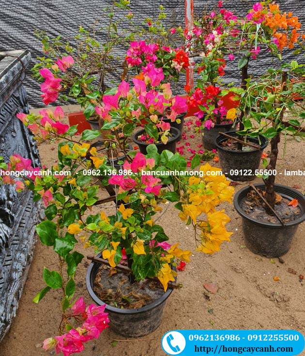 Bán hoa giấy ngũ sắc Thái Lan nhiều màu