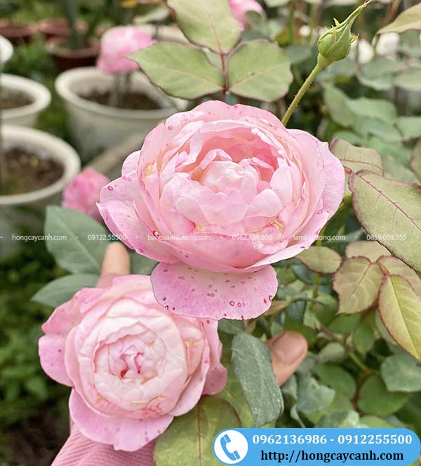 Hoa hồng Macaron màu hồng phấn