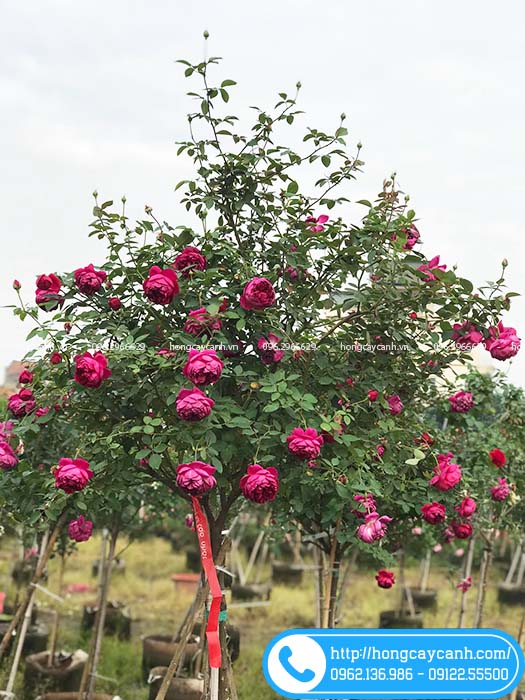 Hoa hồng Autumn Rouge sai hoa nhất vào mùa thu đông