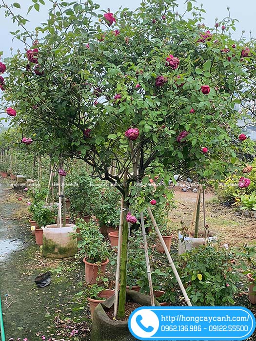 cây hồng Autumn Rouge tree (1 thân)