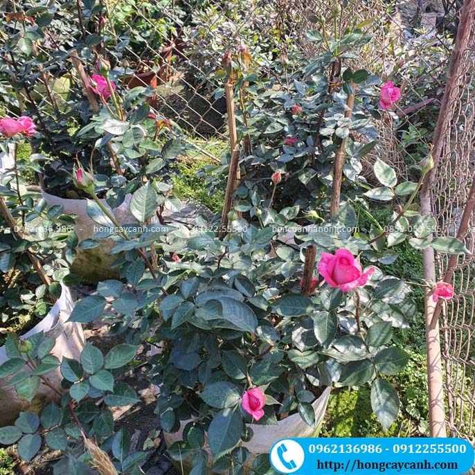 Bán cây hồng lafont tại Hà Nội 