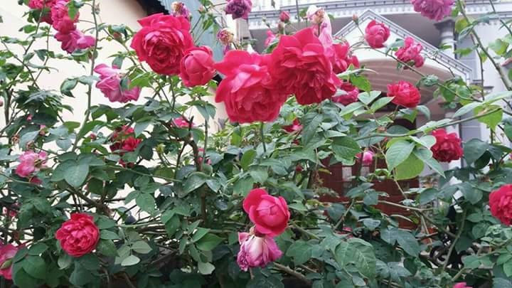 cây hoa hồng leo tường vi hoa đẹp