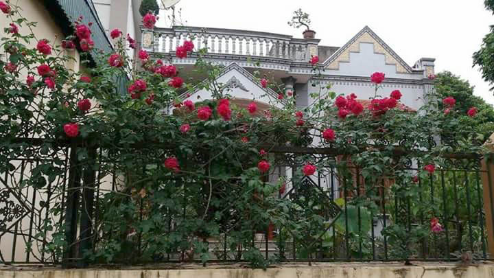 cây hoa hồng leo tường vi leo hàng rào