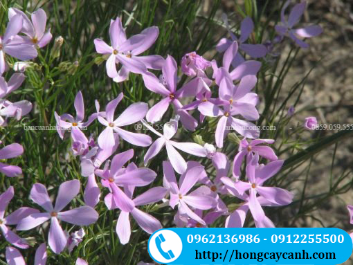 Hoa huệ tỏi màu tím nhạt gồm 6 cánh và hợp thành ống dài